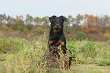 BEAUCERON 322